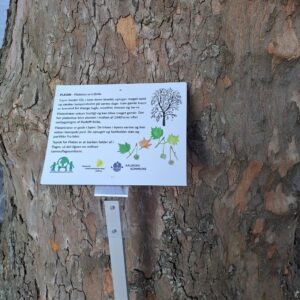 Bevaringsværdigt træ